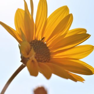 Extract de Arnica Montana